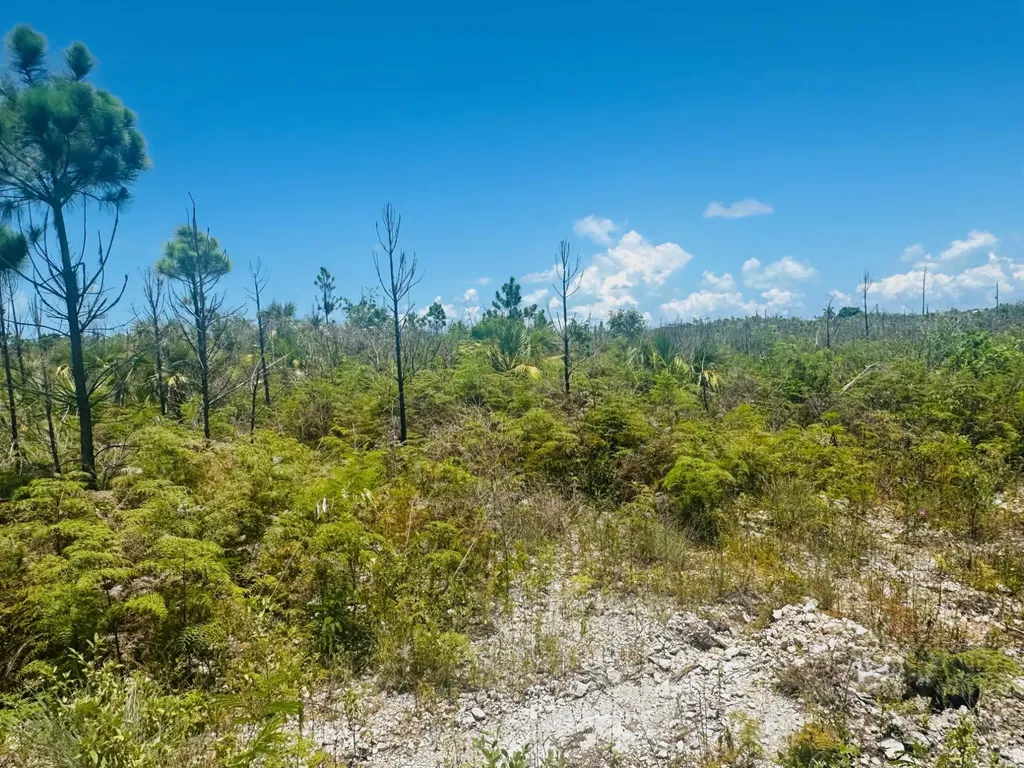 Bustic Bight Abaco BS — photo 4