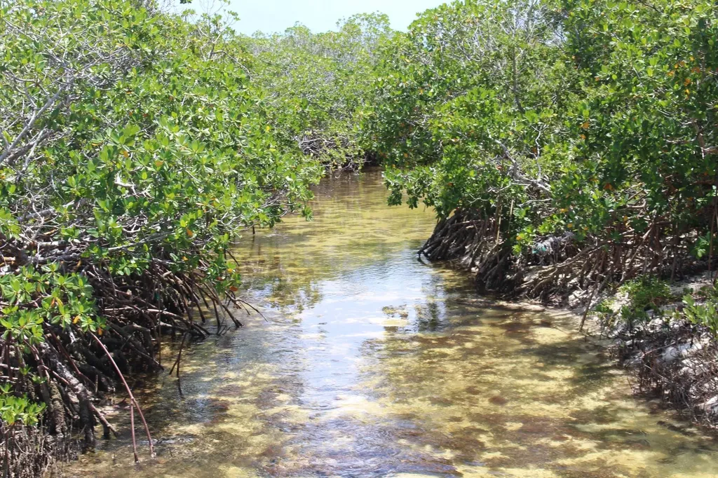 Cherokee Sound 74 Abaco BS — photo 8