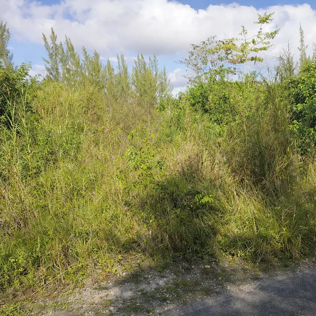 Adelaide Road New Providence Paradise Island BS — photo 3
