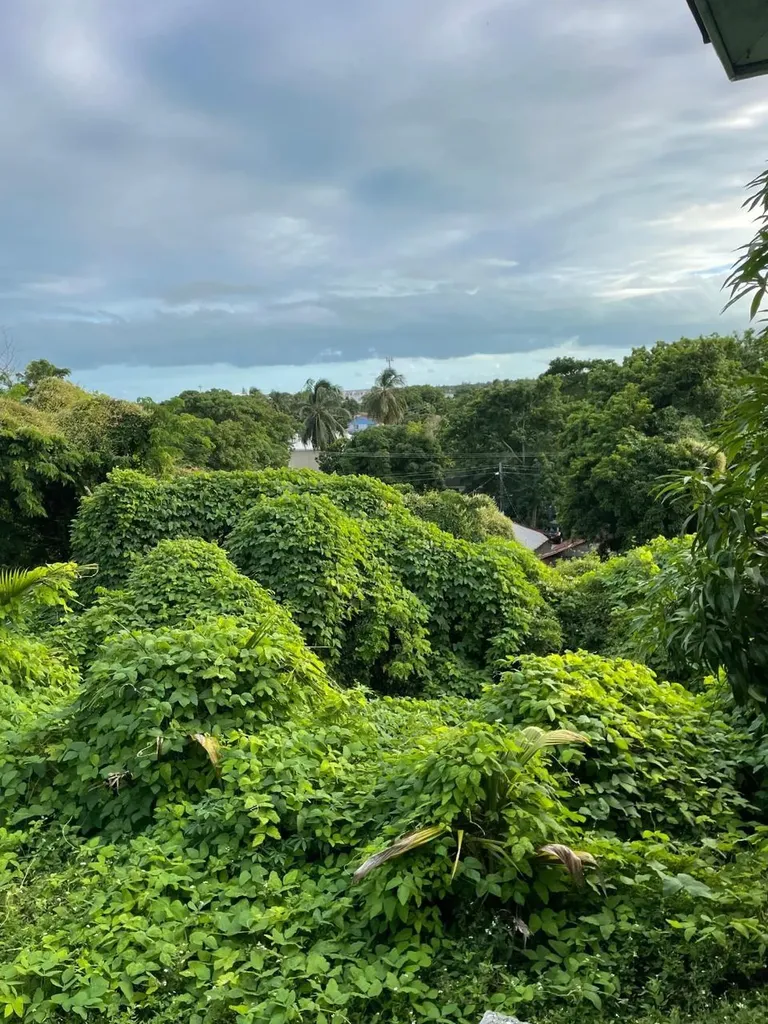 Fox Hill 1 New Providence Paradise Island BS — photo 5