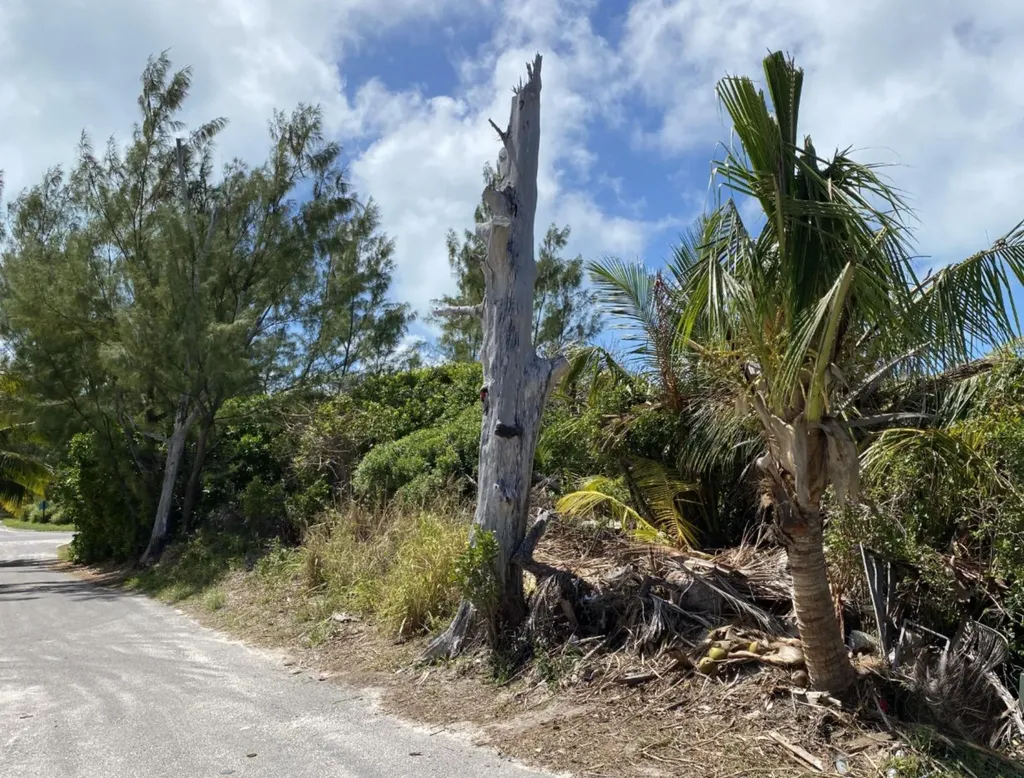 Dolphin Beach Estates Abaco BS — photo 8