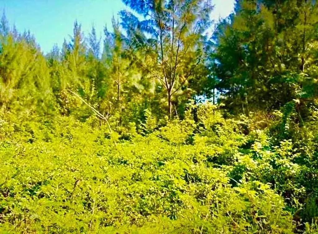 Marshall Road Lot New Providence Paradise Island BS — photo 11