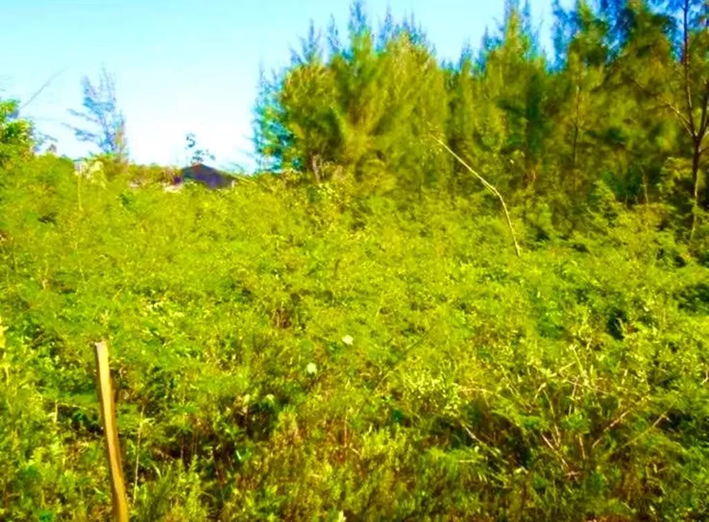 Marshall Road Lot New Providence Paradise Island BS — photo 12