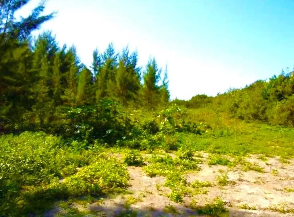 Marshall Road Lot New Providence Paradise Island BS — photo 9
