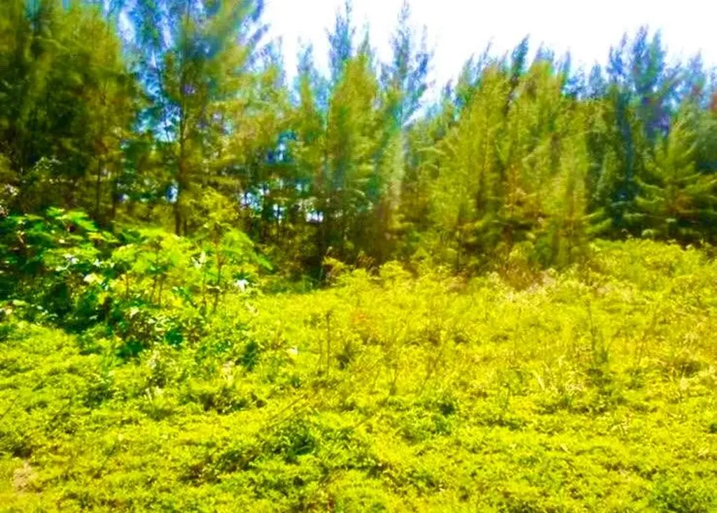 Marshall Road Lot New Providence Paradise Island BS — photo 10