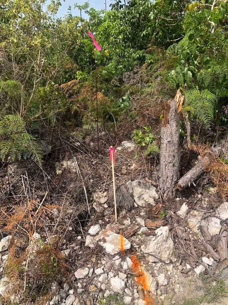 Turtle Rocks Beach Abaco BS — photo 4