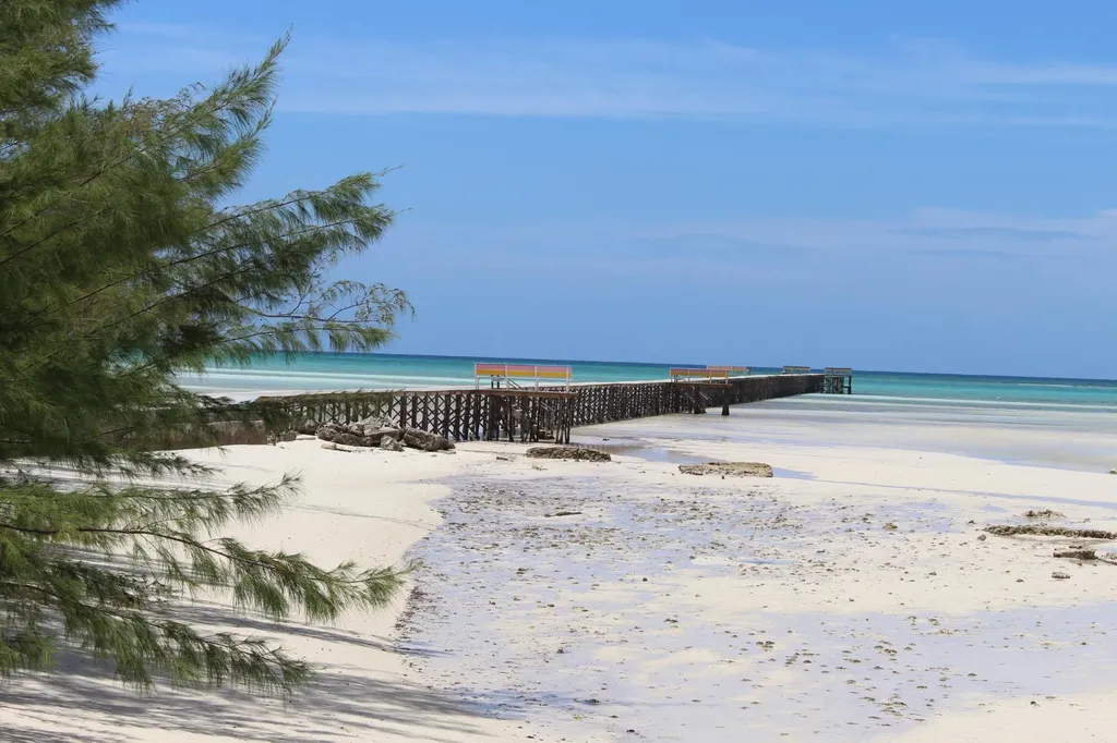 Yellow Wood, Cherokee 4f Abaco BS — photo 12