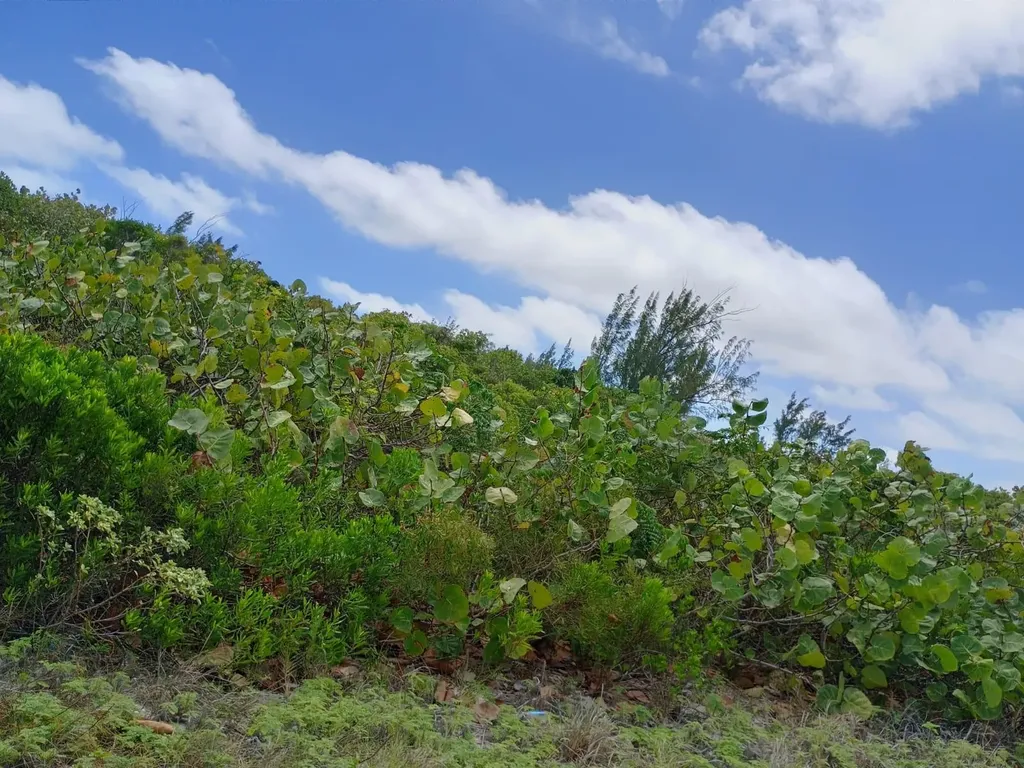 Lothian Tract, Graham Harbor San Salvador BS — photo 6