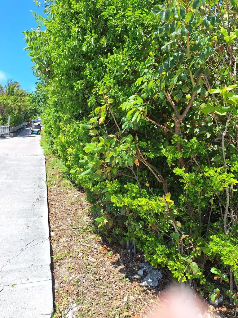 Man O War Cay Abaco BS — photo 5