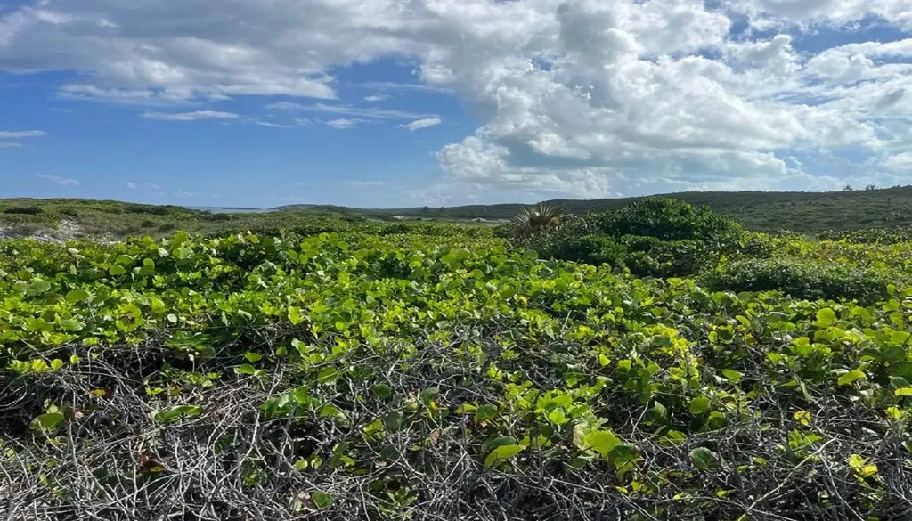 Oceanview Lot 1b, Millers Long Island BS — photo 10