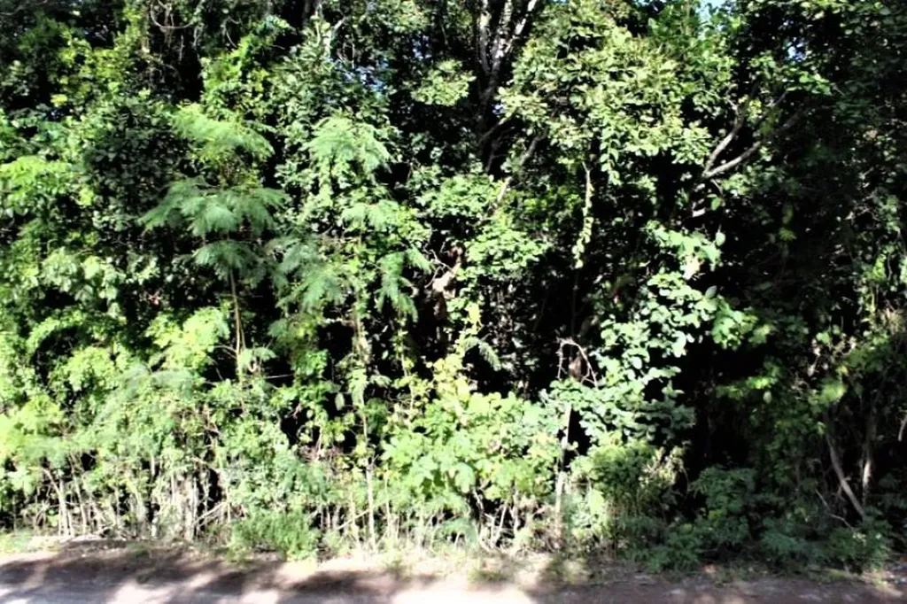 Lot# 552 Stella Maris Long Island BS — photo 2