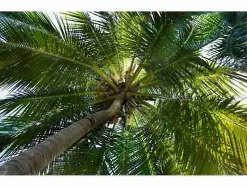 Vista Cana, Spacious Lot for sale Punta Cana at gated community — photo 10